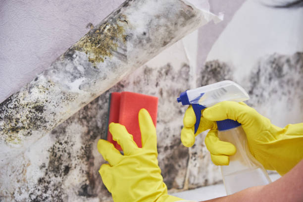 Why You Should Choose Our Mold Remediation Services in Mackinac Island, MI